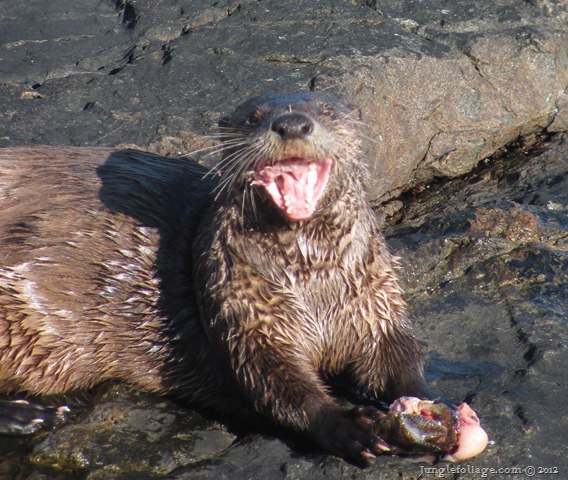 otter mouth